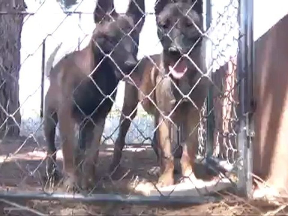 DRESSAGE CANIN MARSEILLE