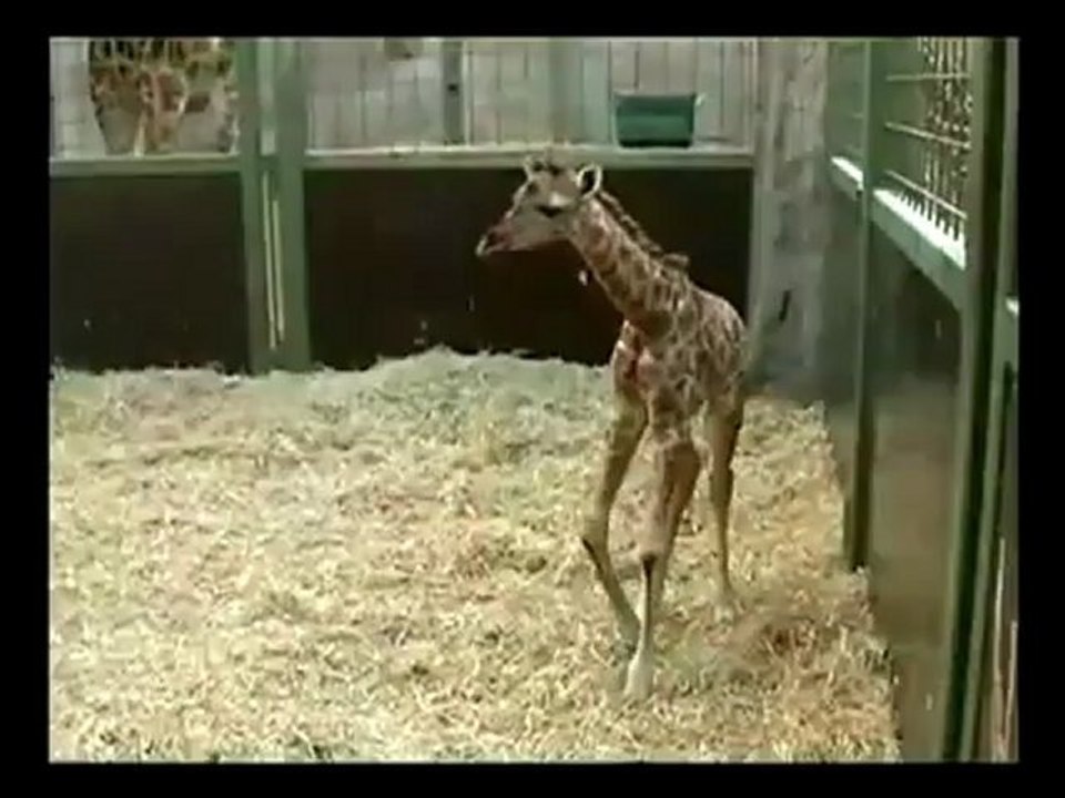 sesliserbest, sesliserbest.com, SitiFıR.! Sevimli hayvanlar, mutlaka seyredin! -