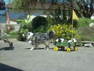 A ythann et sa charrette 2ème essai