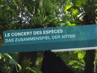 luxuriante amazonie - le concert des espèces
