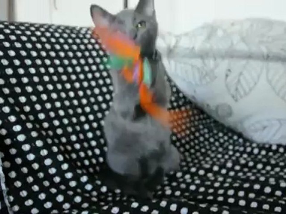 Hava des Rives d'Estaing 3 mois