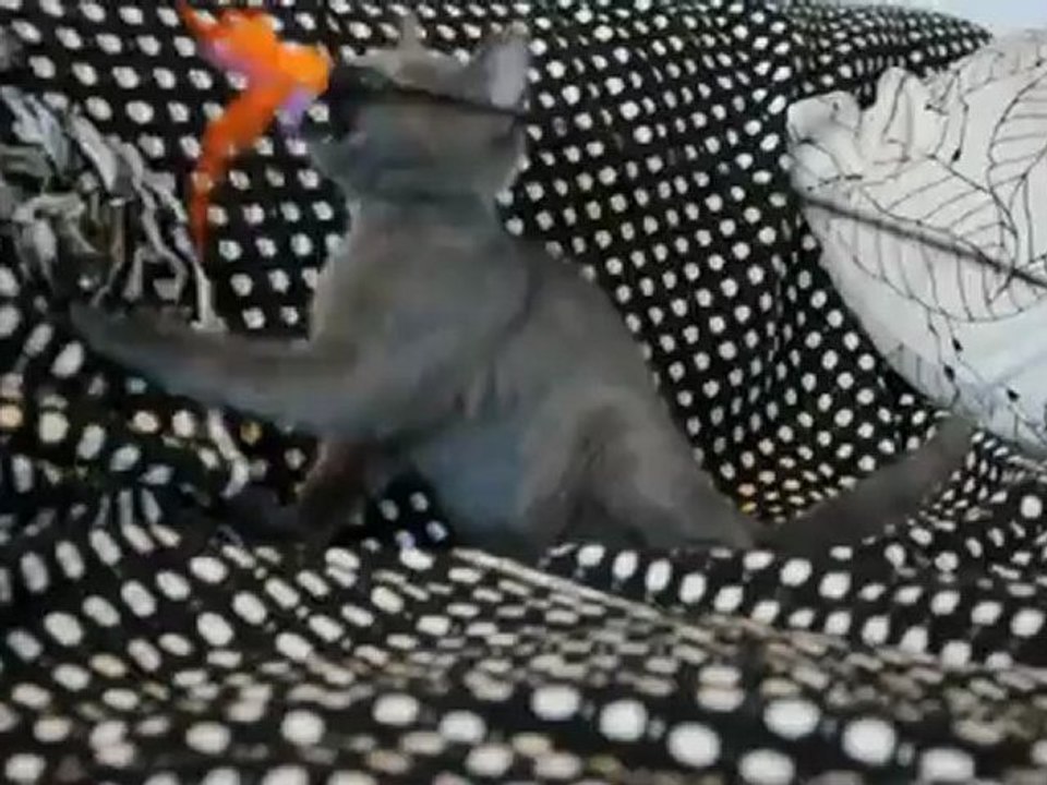 Henzo des Rives d'Estaing 3 mois