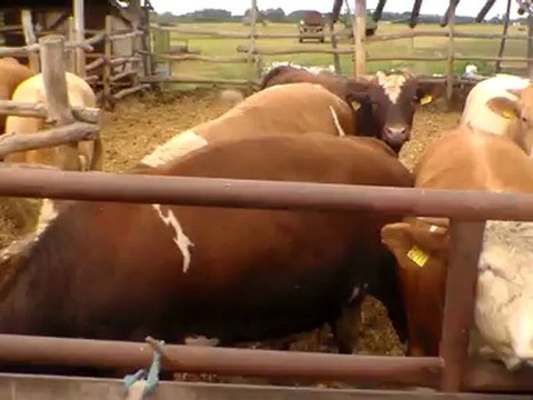 HAZER EMLAK TEL: 0546 851 6657 SATILIK BÜYÜKBAŞ KURBANLIK HAYVANLAR