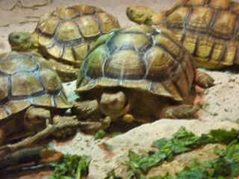 visite de reptil (4)