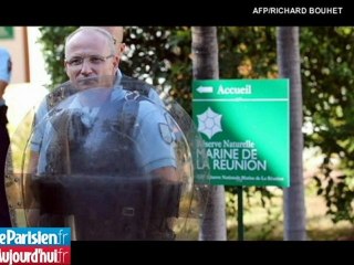 "Le requin tue moins que l'hippopotame, l'éléphant ou le moustique"