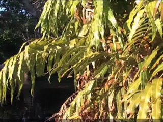 Lizard that walks on water: Basilisk