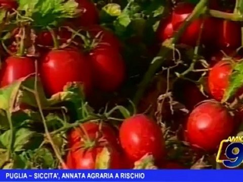 Puglia | Siccità, annata agraria a rischio