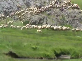 sohmarik kuzu yaylası