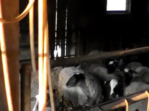 HAZER EMLAK TEL: 0546 851 6657 SATILIK SAFKAN DAMIZLIK ROMANOV KOYUN, KUZU KOÇ, ROMANOV KUZULARI, SATILIK ROMANOV KOÇLAR, SAFKAN ROMANOV FİYATLARI, ROMANOV KOYUN FİYATLARI ANKARA SATILIK ROMANOV