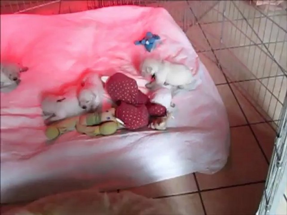 Nos petits golden le 17 août 2012