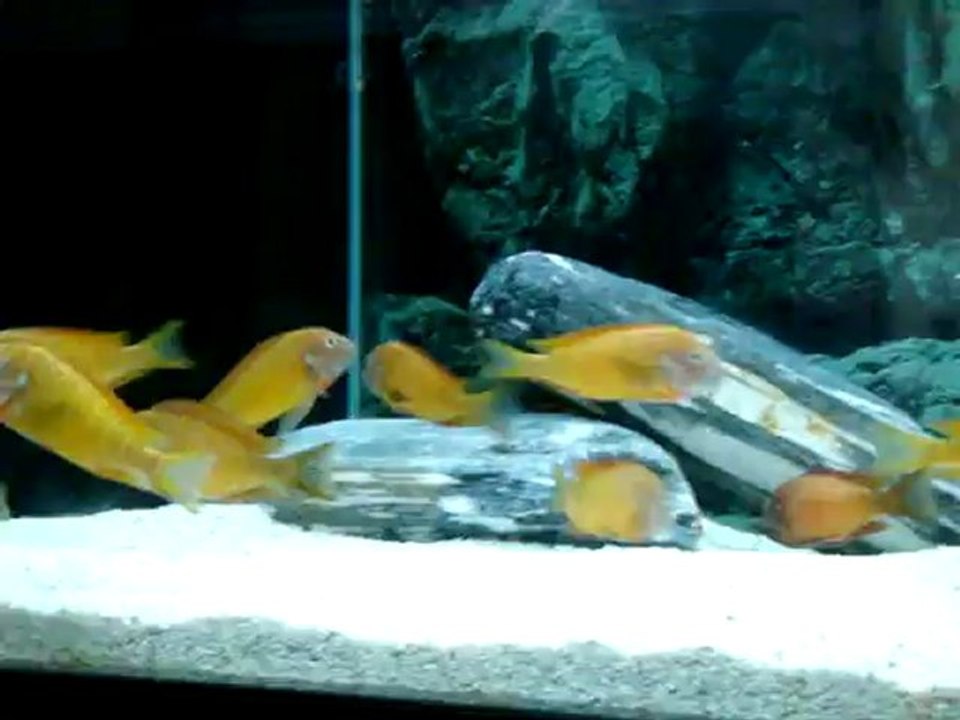 TROPHEUS İLANGİLERİM 08/08/2012 -2