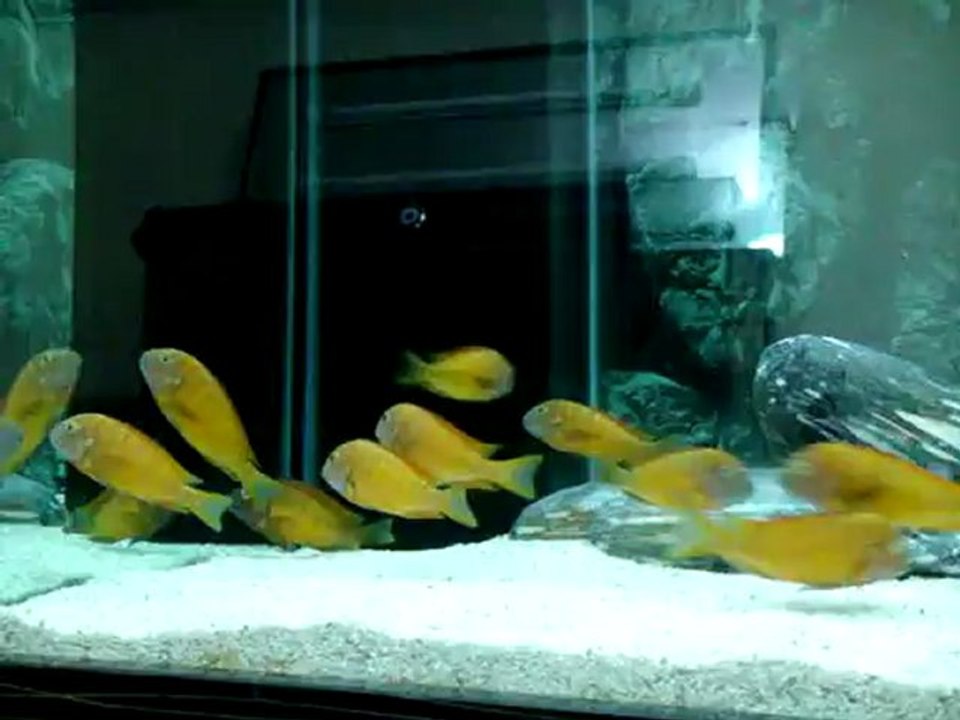 TROPHEUS İLANGİLERİM 08/08/2012 -3