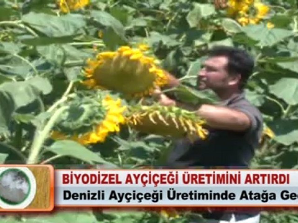 BİYODİZEL AYÇİÇEĞİ ÜRETİMİNİ ARTIRDI