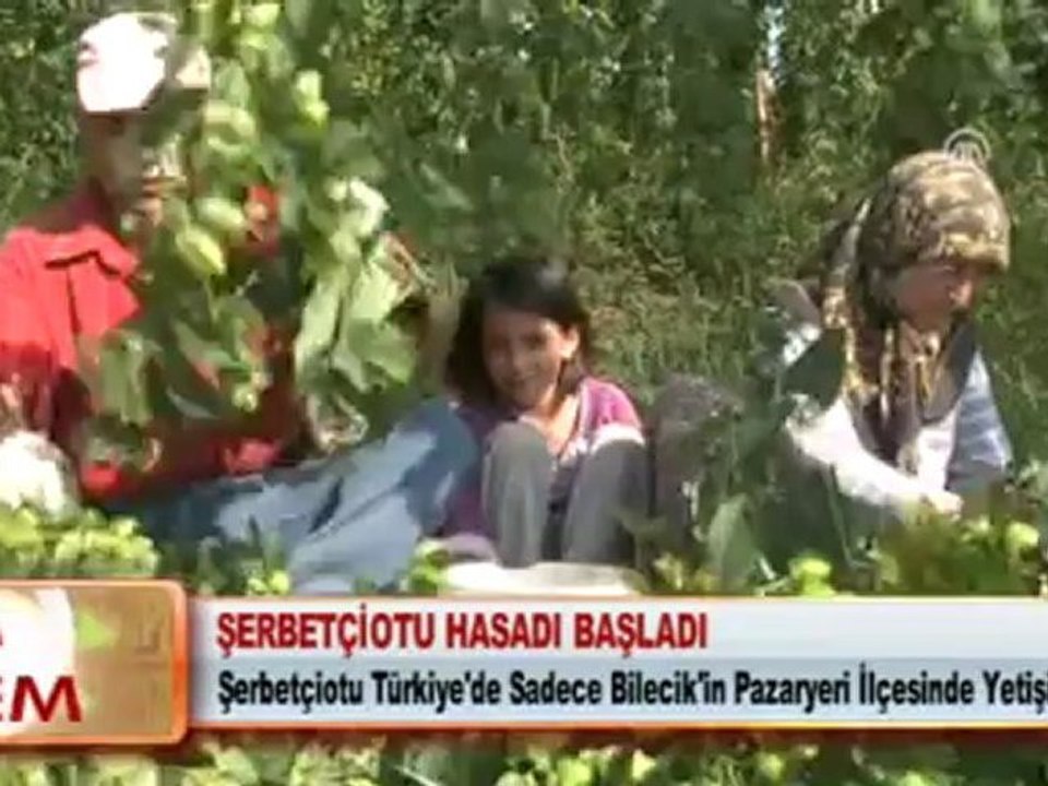 ŞERBETÇİOTU HASADI BAŞLADI