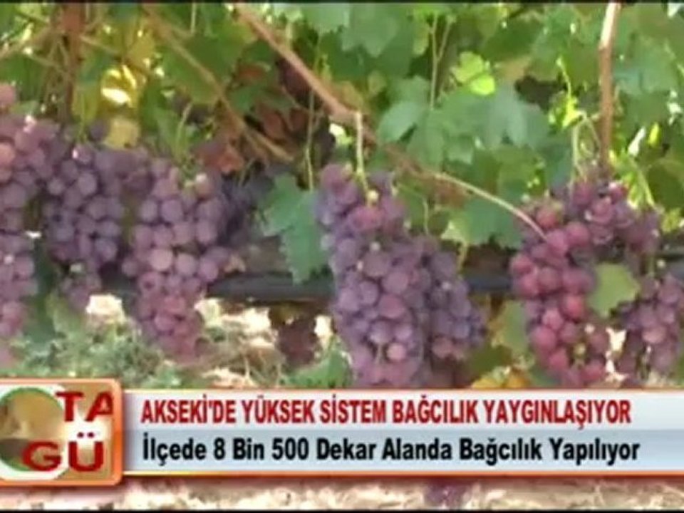 AKSEKİ’DE YÜKSEK SİSTEM BAĞCILIK YAYGINLAŞIYOR