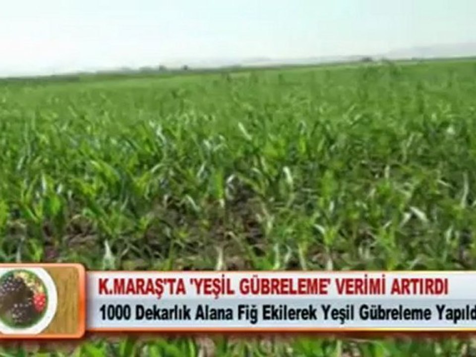 K.MARAŞ’TA ‘YEŞİL GÜBRELEME’ VERİMİ ARTIRDI