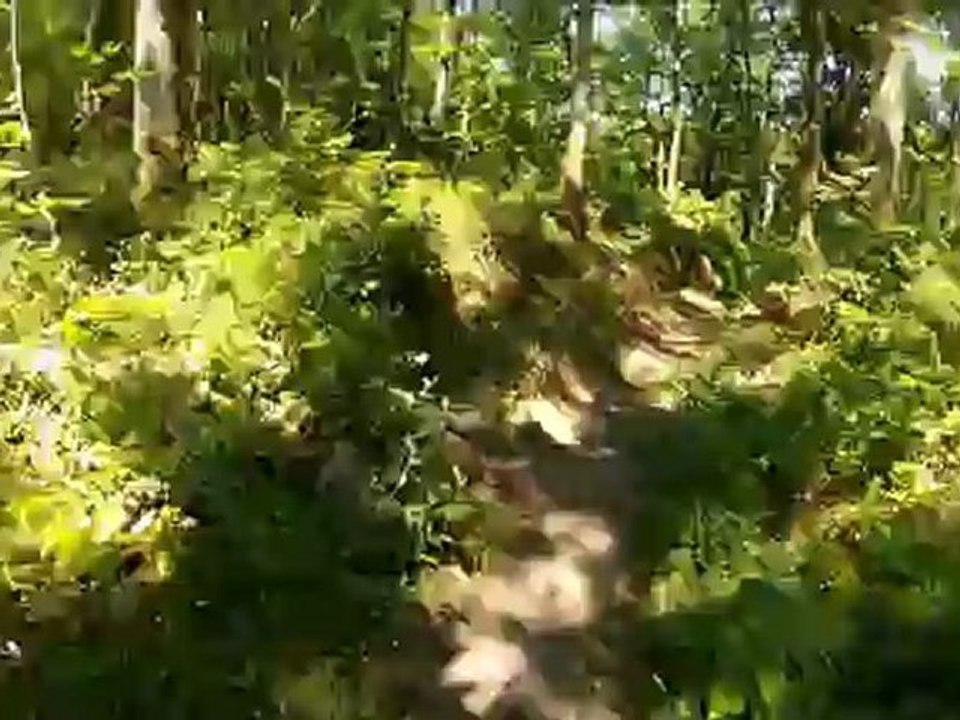 Sortie vtt avec une go pro hd hero 2