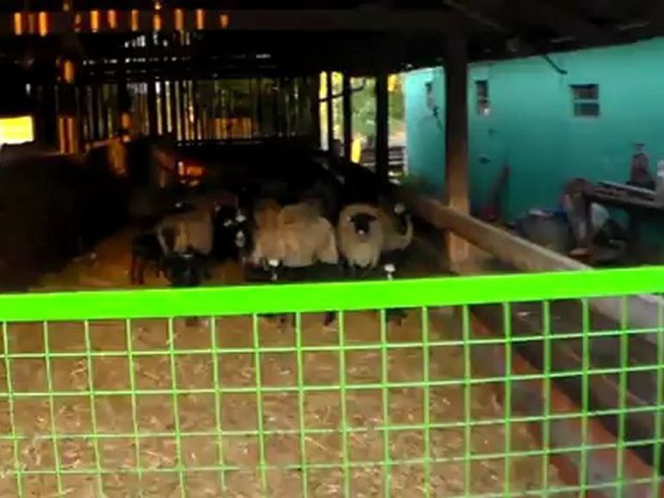 ROMANOV KUZU FİYATLARI HAZER EMLAK TEL: 0546 851 6657 KARAMAN KOYUN FİYATLARI, SAKIZ KOYUN FİYATLARI, DAMIZLIK KOYUN SATIŞI, YOZGAT HAKKARİ TRAKYA BURSA KARACABEY MERSİN BOLU