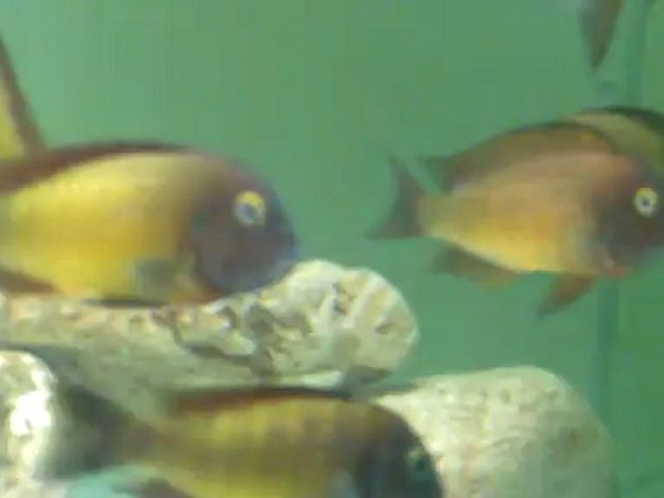 ILANGI ERKEK'IM :)))