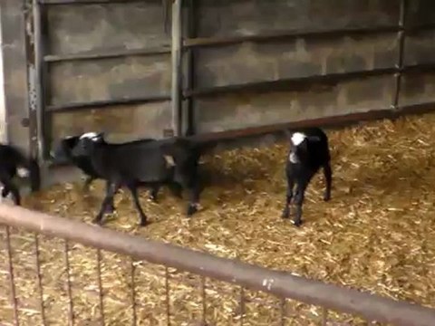 HAZER EMLAK TEL: 0546 851 6657 ANKARA SATILIK ROMANOV, ROMANOV KOYUN ANKARA, ROMANOV KUZU, ROMANOV KOÇ ANKARA SATILIK KOYUNLAR KURBANLIK HAYVANLAR