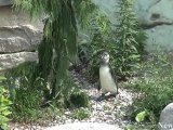 NewCa.com: 2012 Endangered African Penguins. New Home at the Toronto Zoo