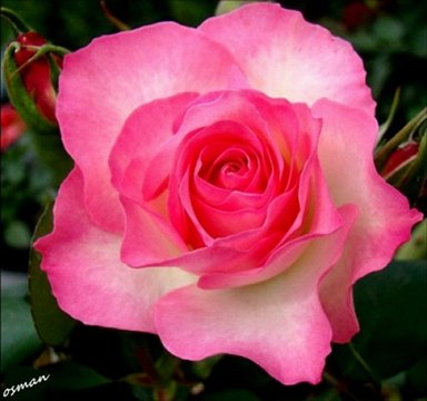 Abdurrahman Önül & Sedat Uçan - Cürmüm ile geldim sana