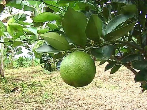 ICA CITRICOS AGOSTO 6 DE 2012 (1)