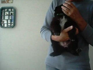 8 august 2012 : green female, 4 weeks old