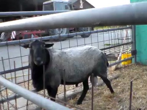 HAZER EMLAK TEL: 0546 851 6657 SATILIK KUZU, SATILIK ERKEK KUZU, SATILIK KUZU SÜRÜSÜ, SATILIK DİŞİ KUZU FİYATLARI SAKIZ MERİNOS KARAMAN DOĞU FİRİZ ROMANOV MERİNOS KIVIRCIK ŞAROLE KARACABEY BURSA SAKARYA ADAPAZARI KOCAELİ İSTANBUL ÇATALCA SİLİVRİ