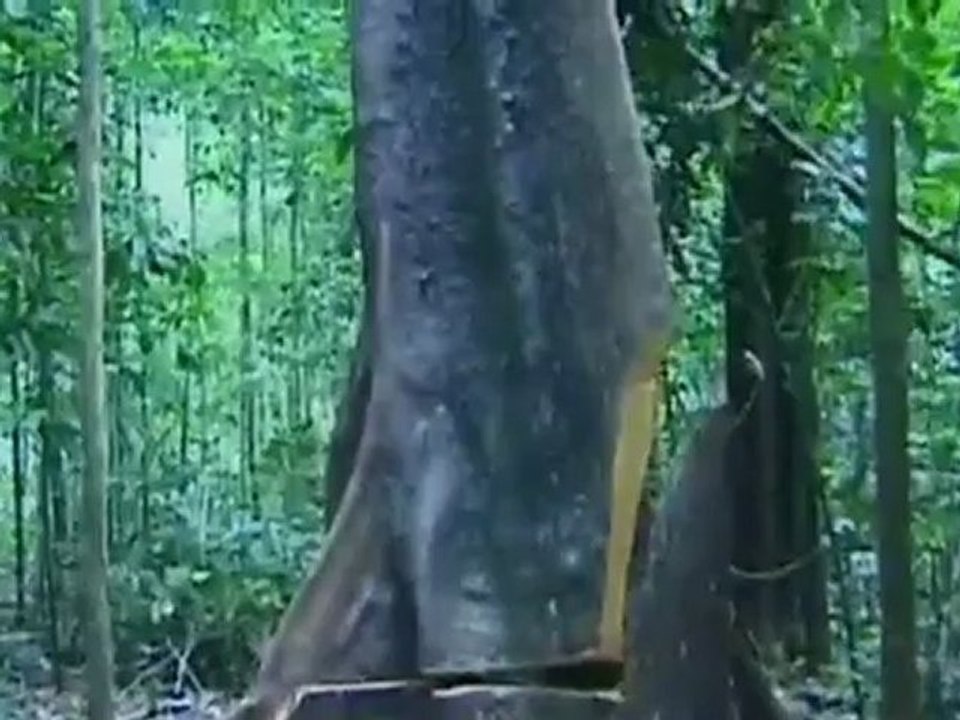 Cazadores acosados: los indios Aw? de la jungla amaz?nica | Global 3000