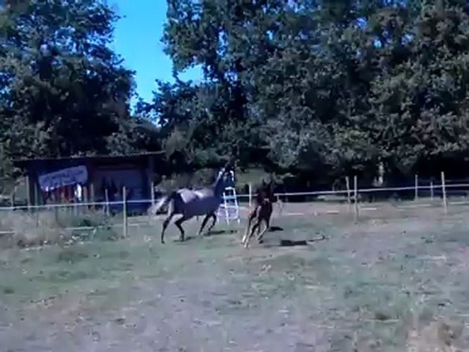 Warden (3 mois) et Zarda, le 7 août 2012