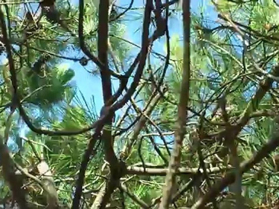 forêt carcans été 2012