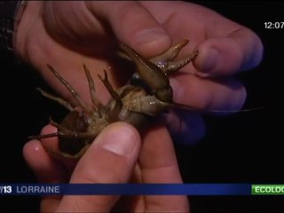 Biodiversité  - la préservation des écrvisses à pattes blanches
