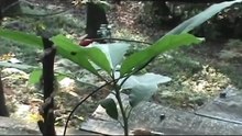 Des plantes qui jouent de la musique