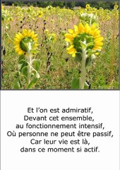 ©LE TOURNESOL POEME THOMAS ANDRE PHOTOS&PHOTOS-PEINTURES MARTINE ANCIAUX ©