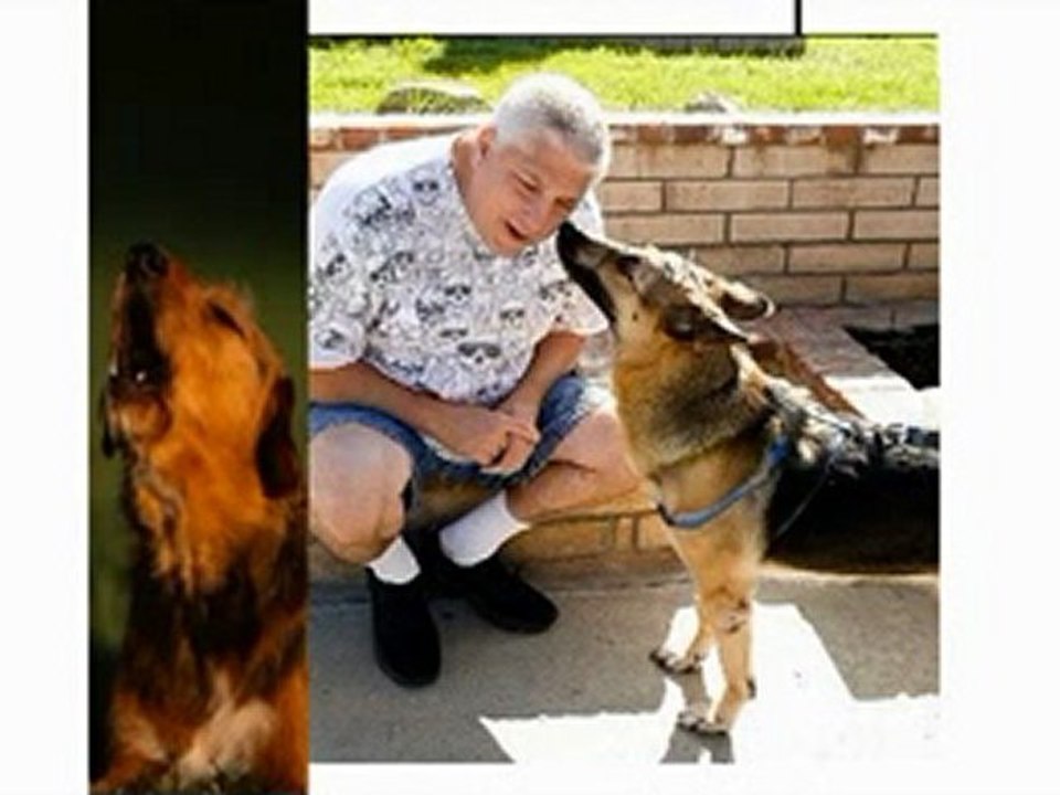 Como Enseñar A Un Perro A No Llorar Cuando Me Voy