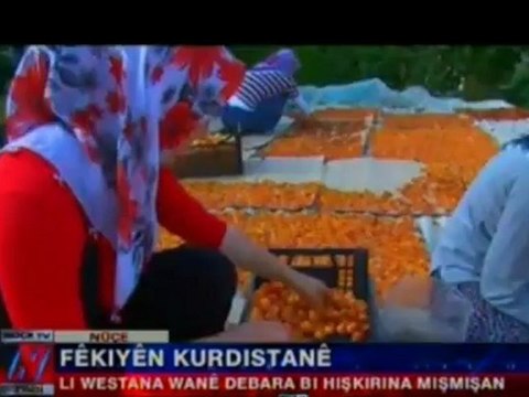 Fêkiyên Kurdistanê~ Jina kurd debara xwe bi hişkkirina mişmikê dike.-20120808-224608_678