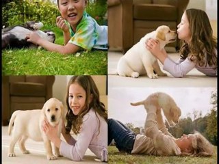 Como Adiestrar Cachorros