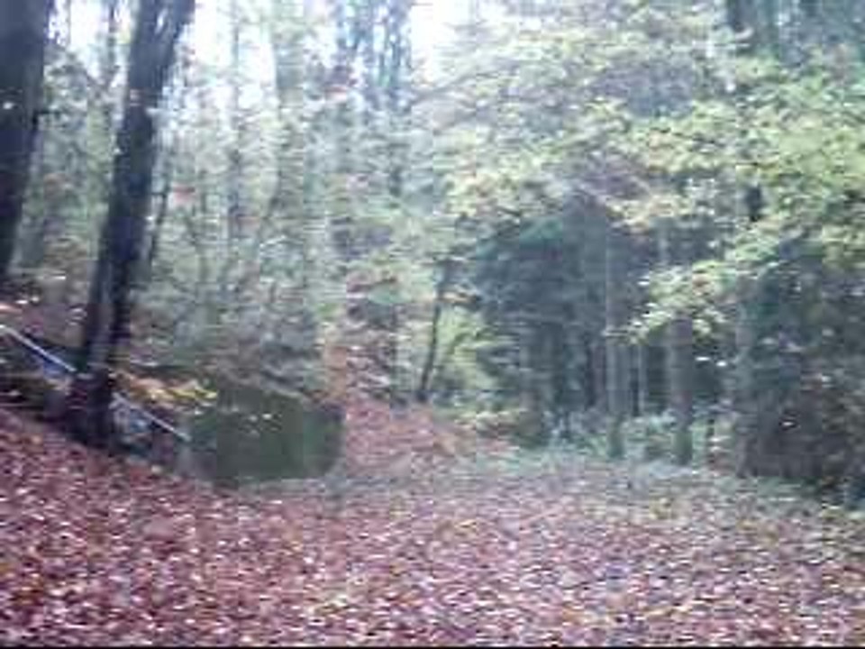 2004-10-31-im_wald1