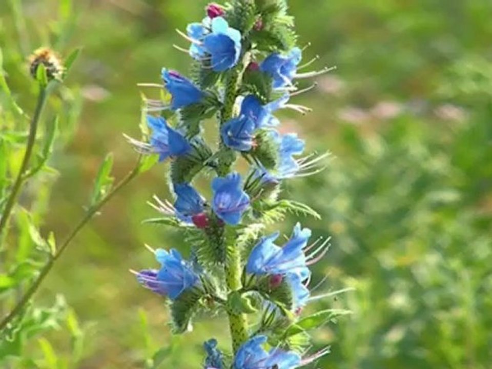 Réserve Nationale Naturelle de Moëze-Oléron - Les sentiers.