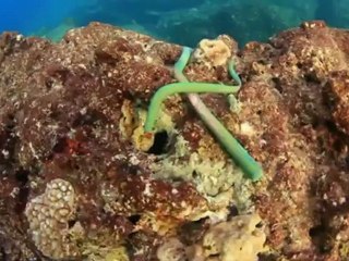 Tongan wreck may be pirate treasure ship: official