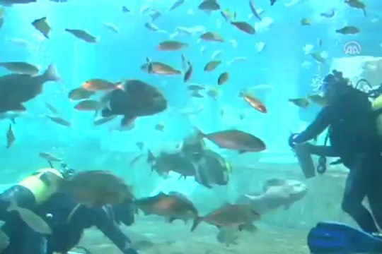 Okyanus zenginliği akvaryumda