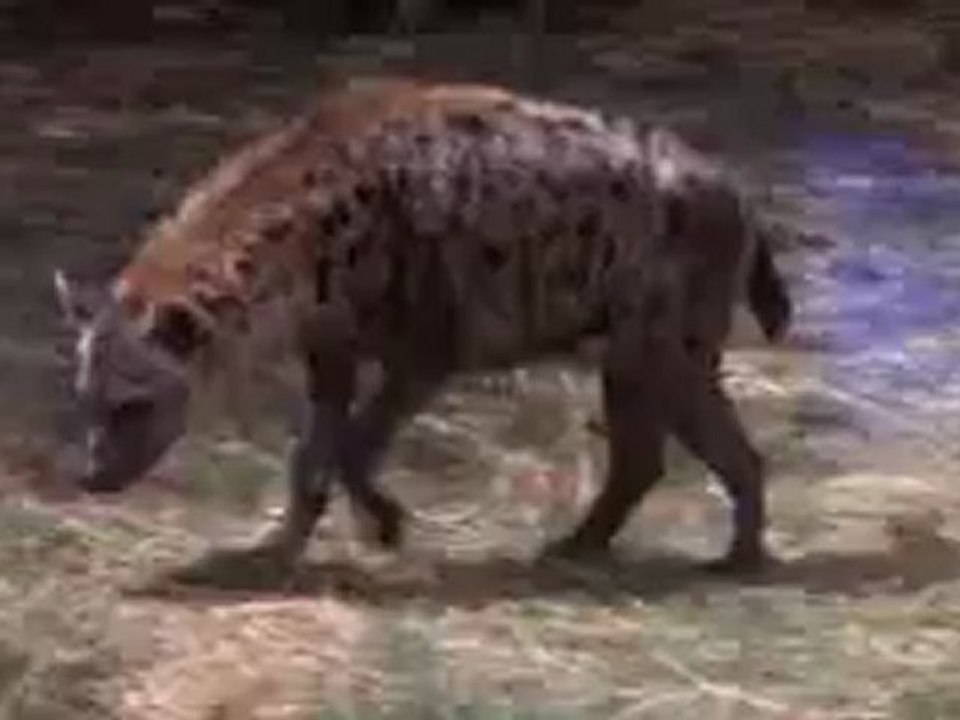 "Anne  Ördek & Sırtlan   Ördek  yavrularını  kurtarmak  için  sakatlık  numarasıyla  sırtlanı  kendi  üzerine  çekerek  yavrularını  nasıl  koruyor  zlenmeye  değer "  Soner  GENEL