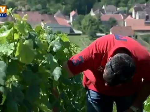Les producteurs de champagne inquiets pour les vendanges
