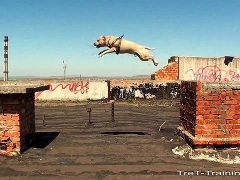 Super Dog Parkour
