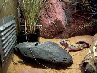 Gecko vs Grillon: Female Gecko's First Meal 🦎