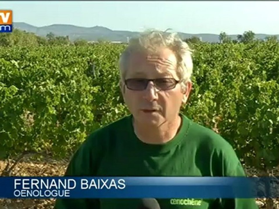 Les premières vendanges de France ont débuté