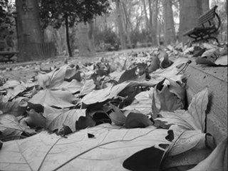 cengiz kurtoğlu Sensiz Cennet