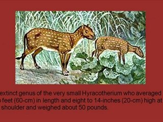 History of the Horse - Part 1 Origins