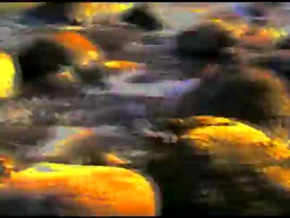 mushroom trip